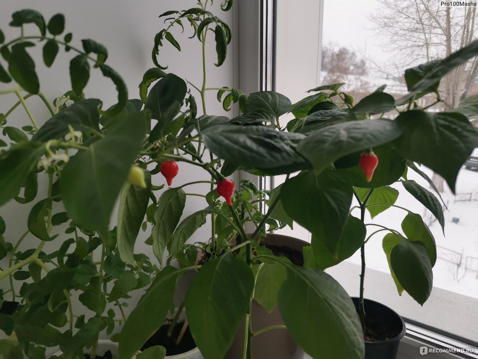 Paprika auf der Fensterbank Anbau im Winter