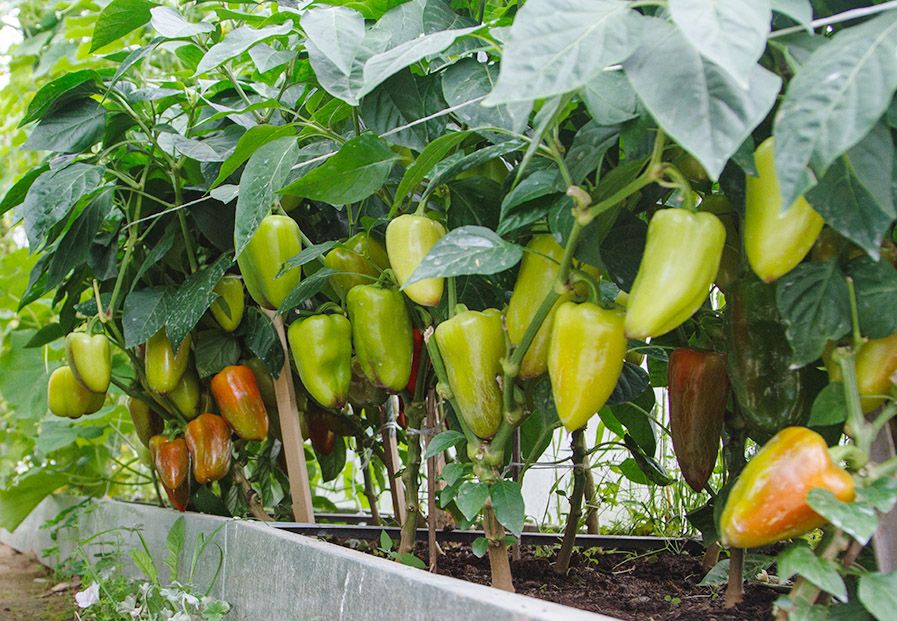 Anpflanzung und Pflege von Paprika im Gewächshaus