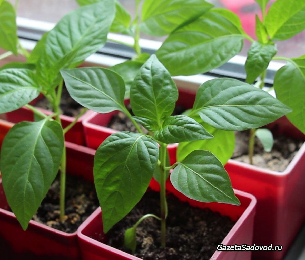 Paprika: Anzucht und Pflege