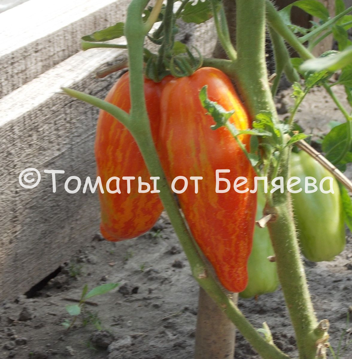 Paprikaähnliche Tomatensorten für den Freilandanbau