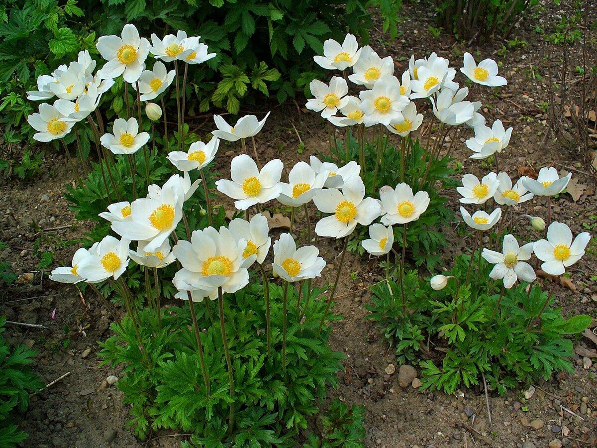 Mehrjährige Anemone oder zartes Windröschen