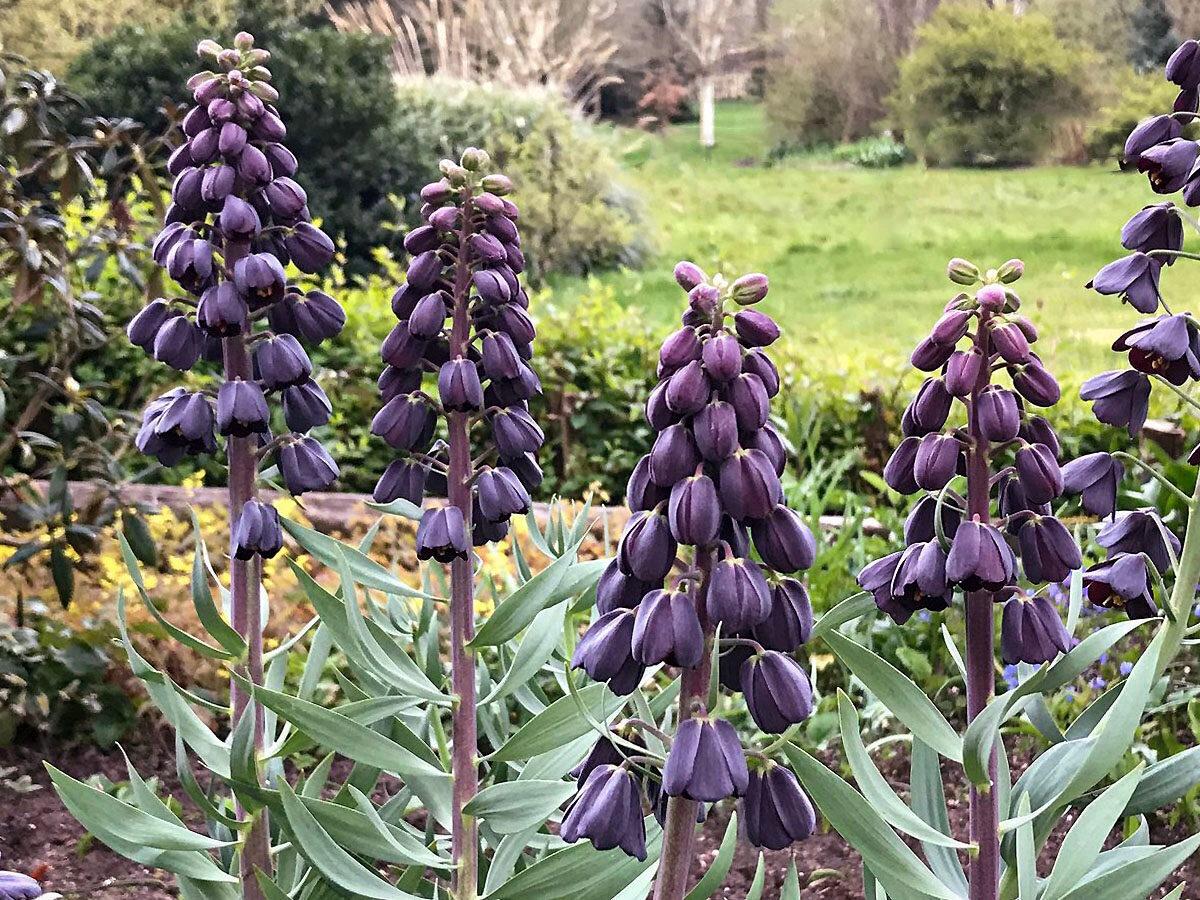 Persische Schachblume pflanzen und pflegen