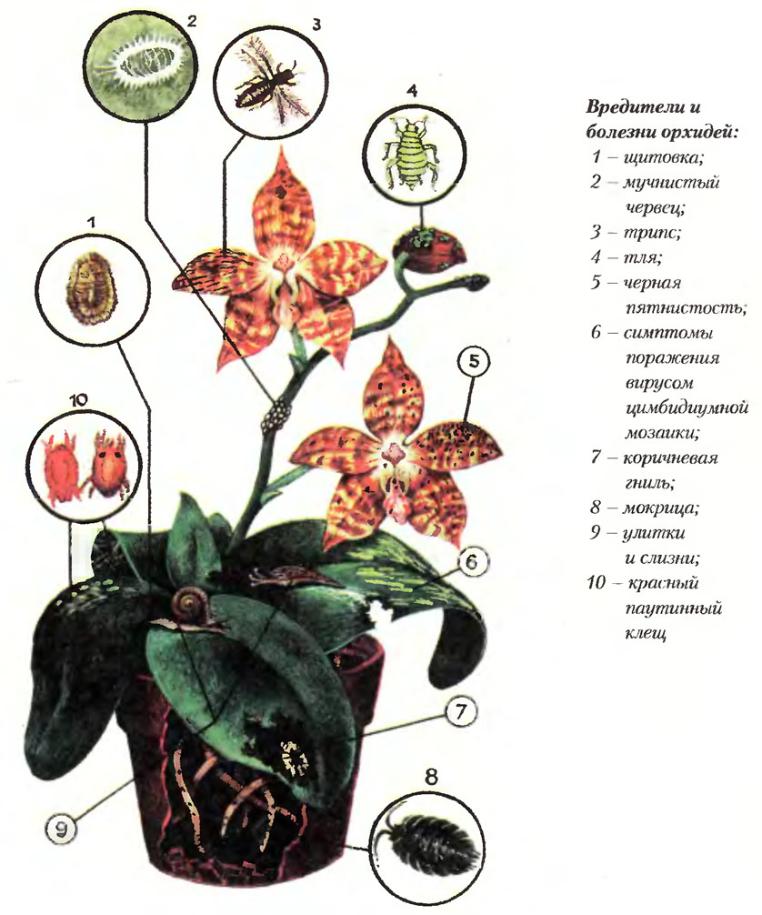 Schädlinge im Orchideensubstrat