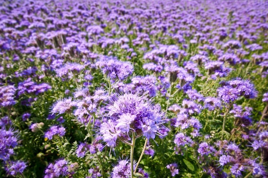 Phacelia: Pflanzung und Pflege