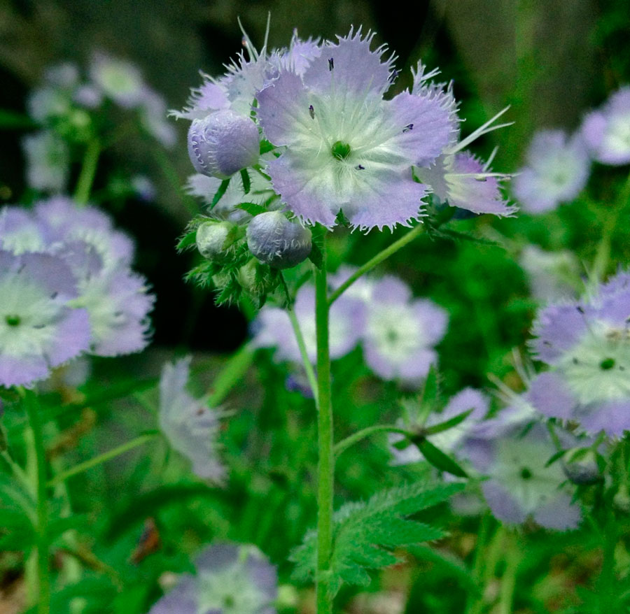 Phacelia purshii: Anzucht aus Samen
