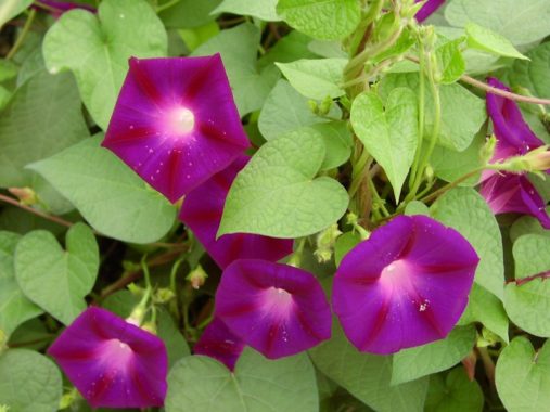 Anbau von Pharbitis purpurea