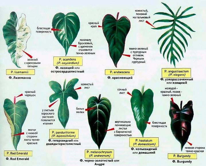 Philodendron Vermehrung durch Stecklinge