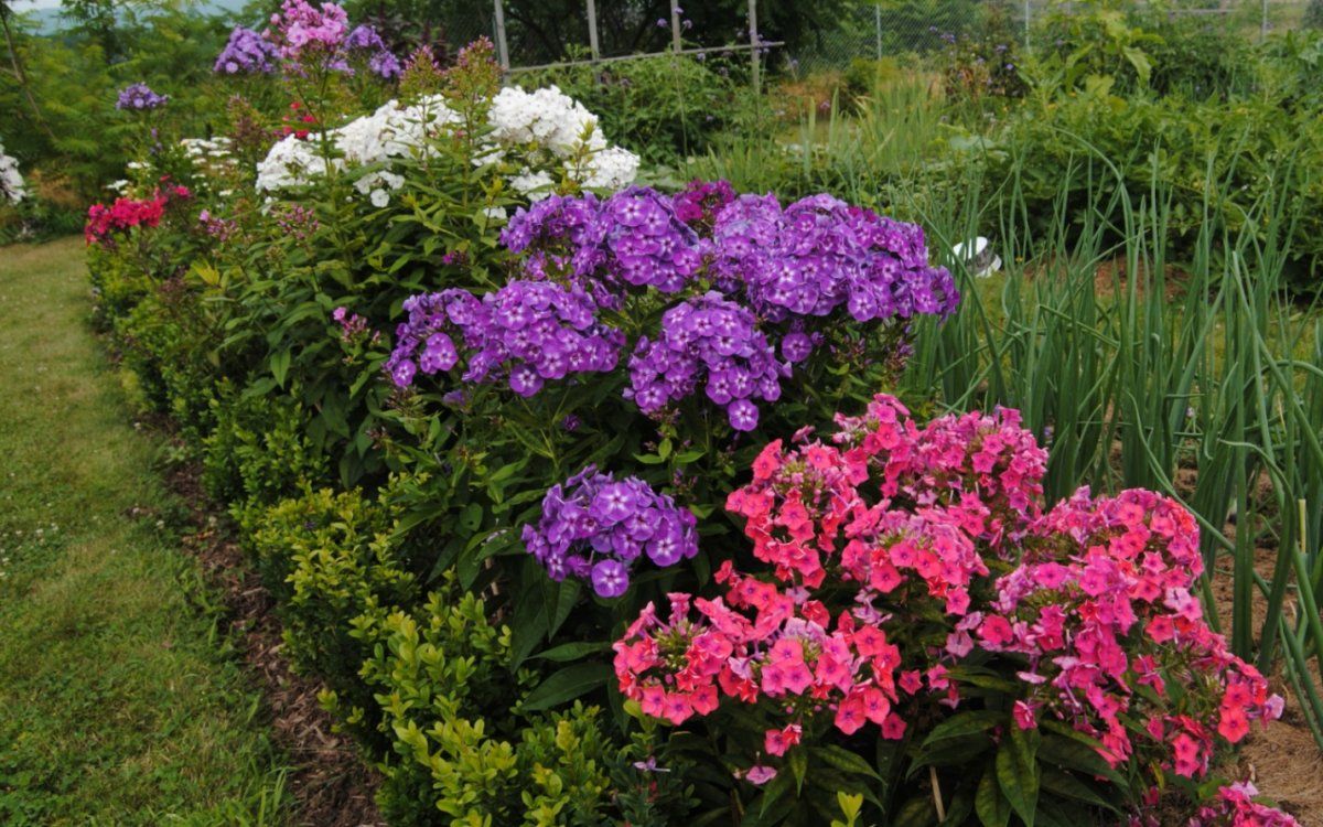 Pflanzung und Pflege von Phlox