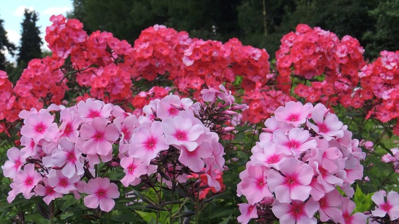 Phlox im Herbst pflanzen: Wann und wie?