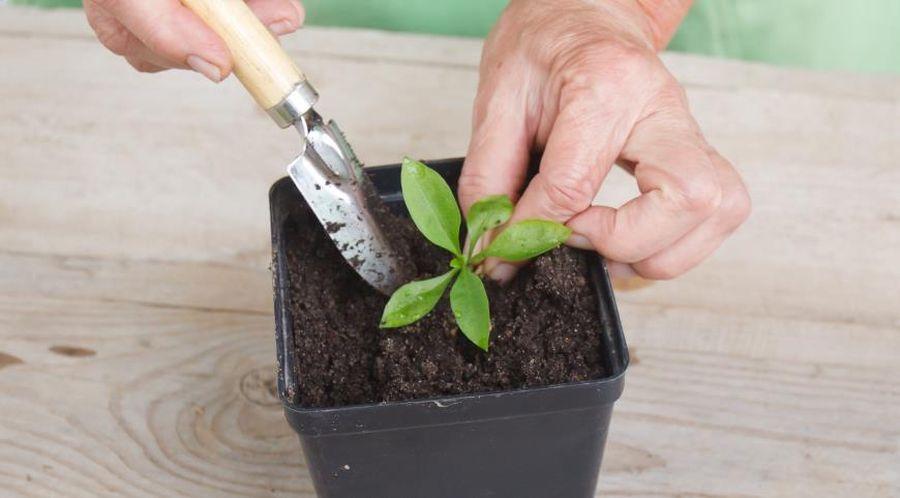 Vermehrung von Phlox durch Stecklinge im Sommer