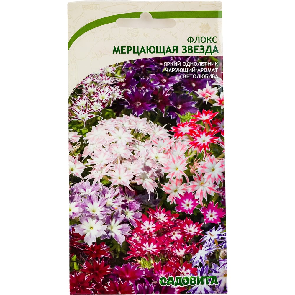 Sorte Phlox Funkelnder Stern für Hobbygärtner