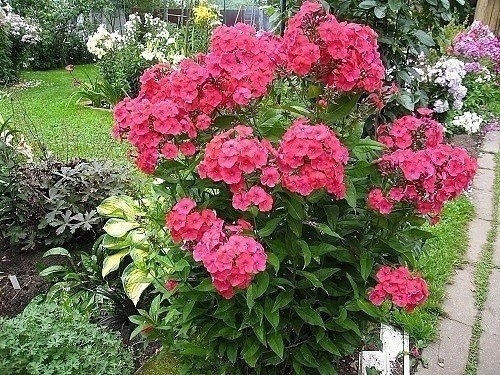 Phlox Vermehrung durch Stecklinge im August