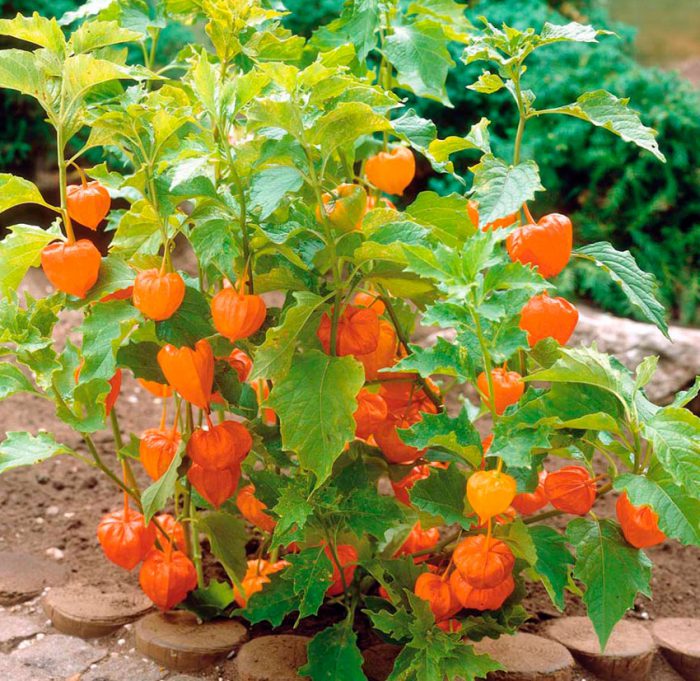 Anbau von Physalis in Sibirien
