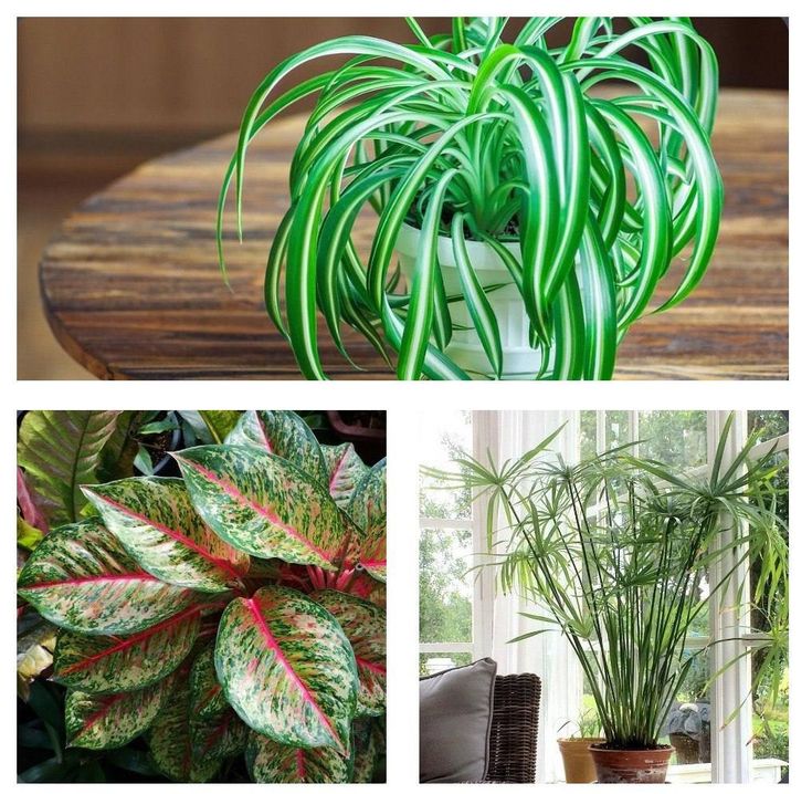 Was sind phytonzide Pflanzen?