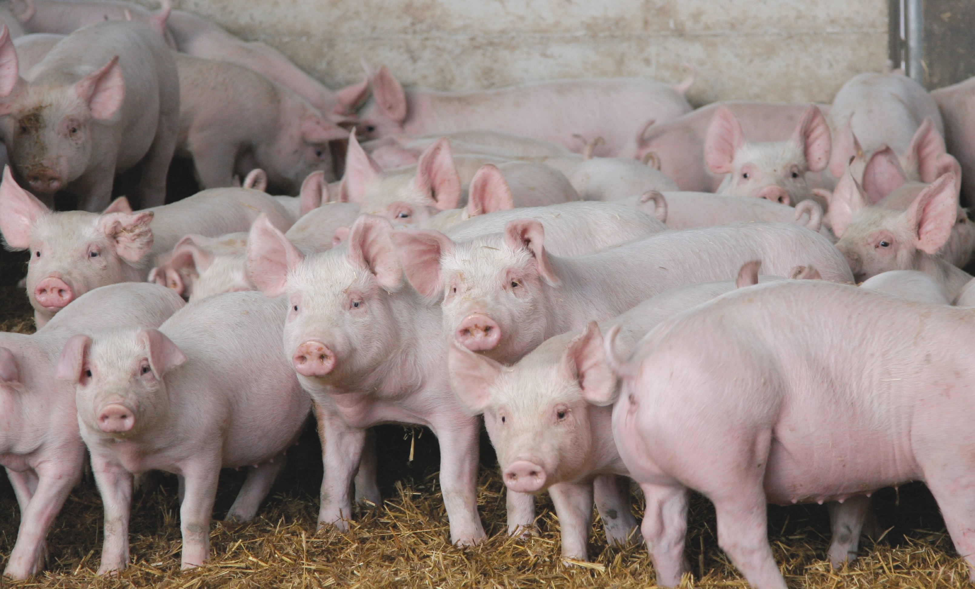Schweinezucht zu Hause