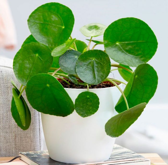 Pilea peperomioides Vermehrung