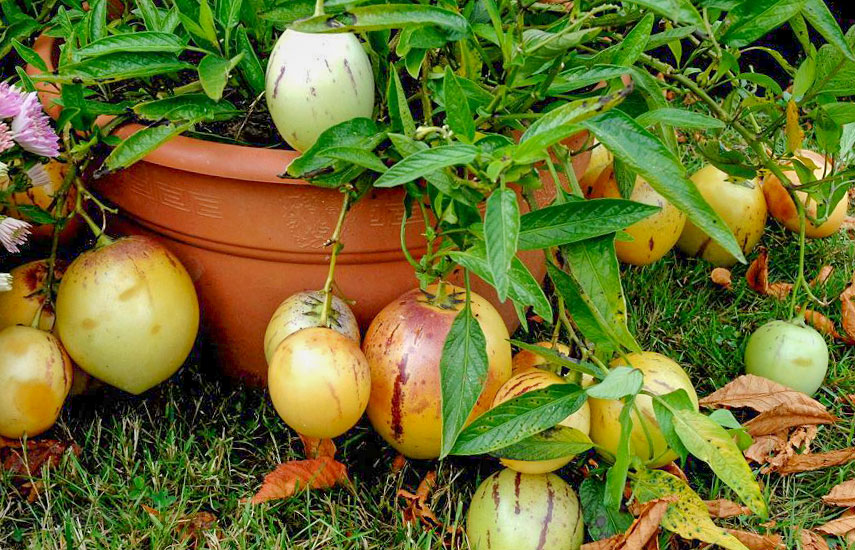 Pipina-Frucht: Pflanzung und Pflege