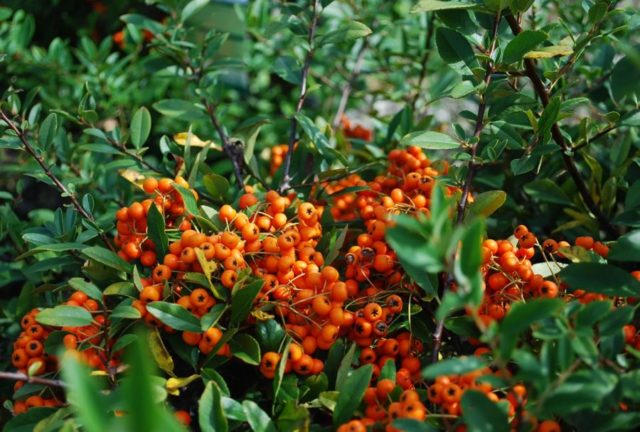 Pyracantha Vermehrung durch Stecklinge