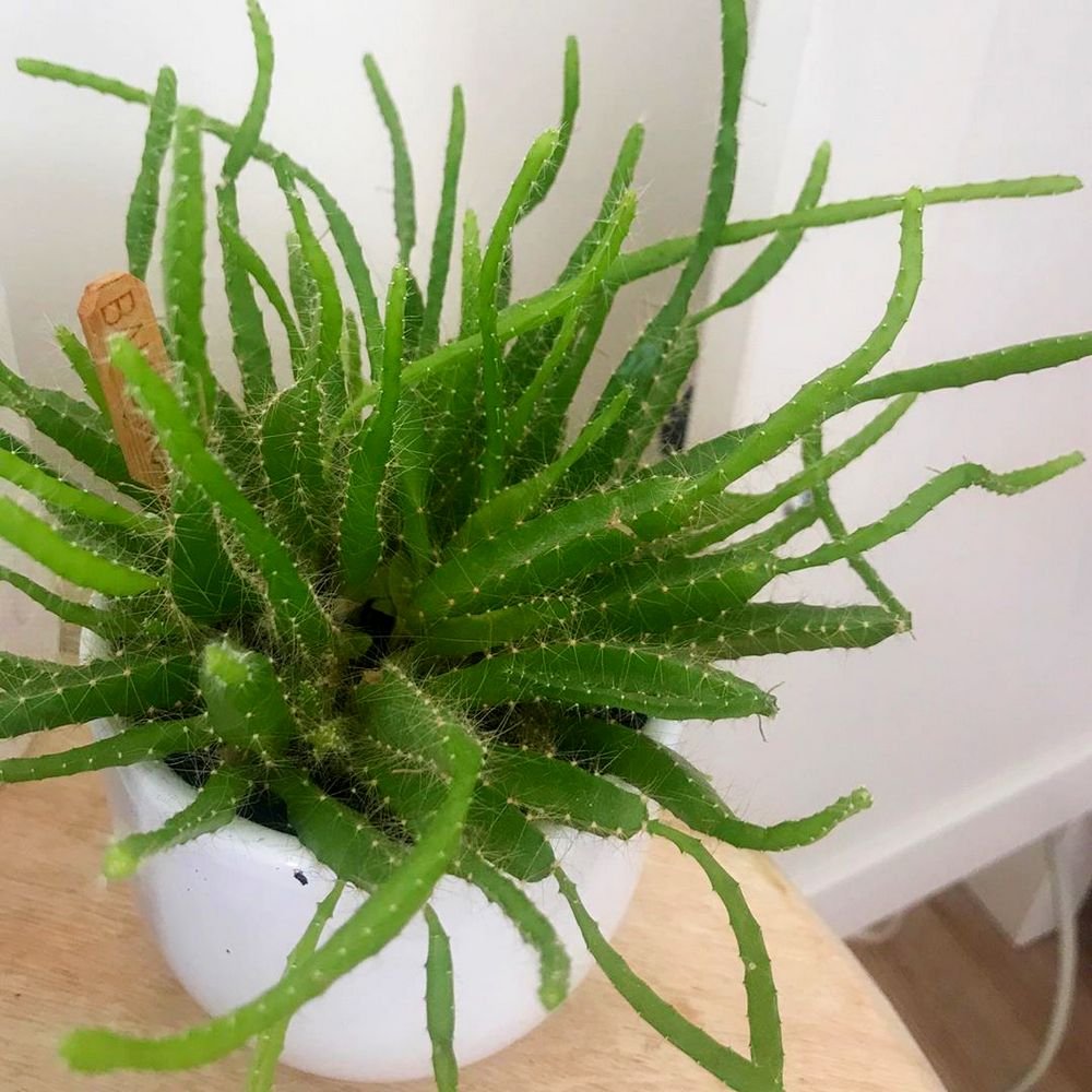 Pitahaya-Pflanze im Haus
