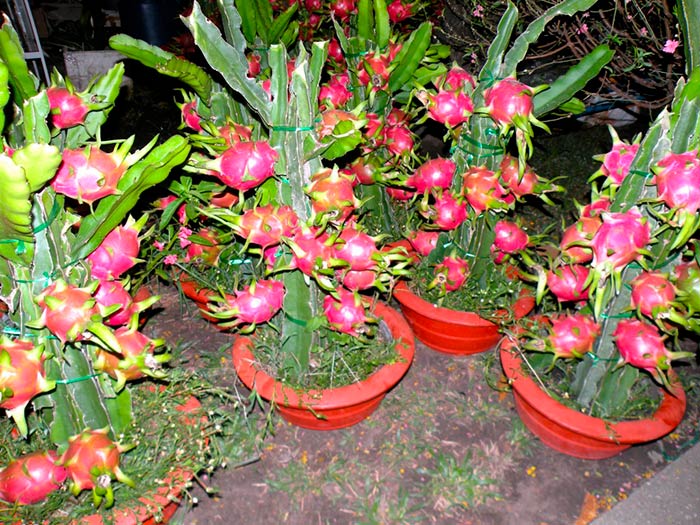 Pitaya: Anbau aus Samen in der Wohnung