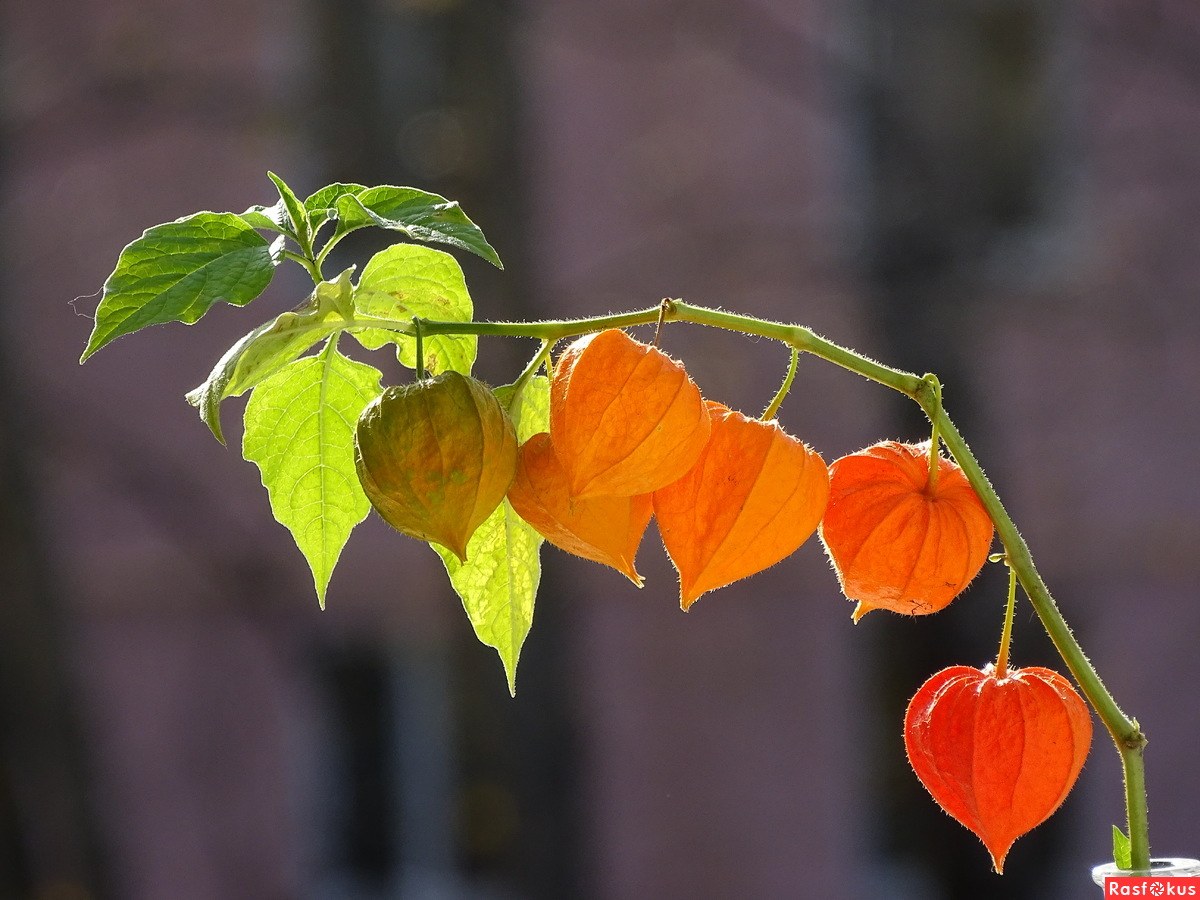 Eine Pflanze, die der Physalis ähnelt