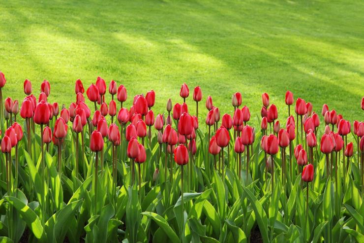 Pflanzung von Tulpen im Frühjahr ins Freiland