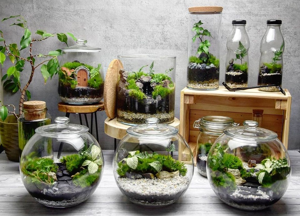 Pflanzen im Glas selber machen