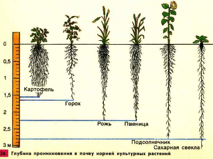 Pflanzen mit flachem Wurzelsystem