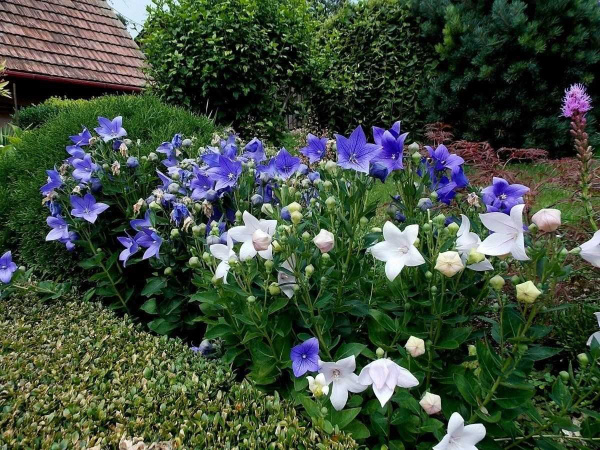 Platycodon grandiflorus - eine sehr elegante Dekoration für Ihren Garten