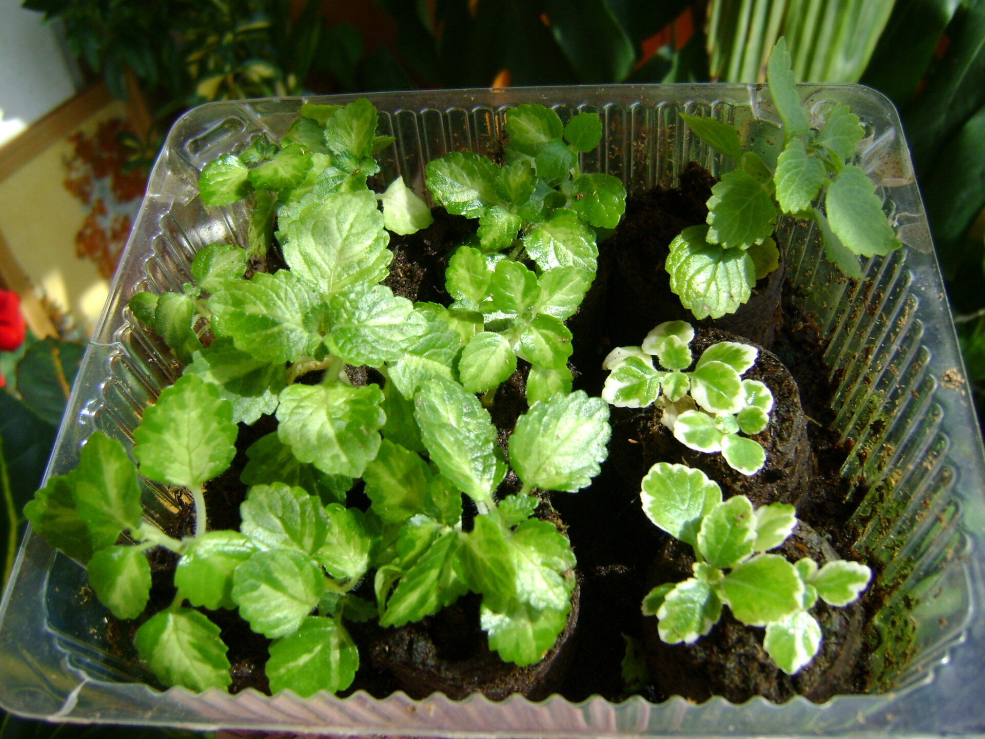 Plectranthus-Vermehrung durch Stecklinge
