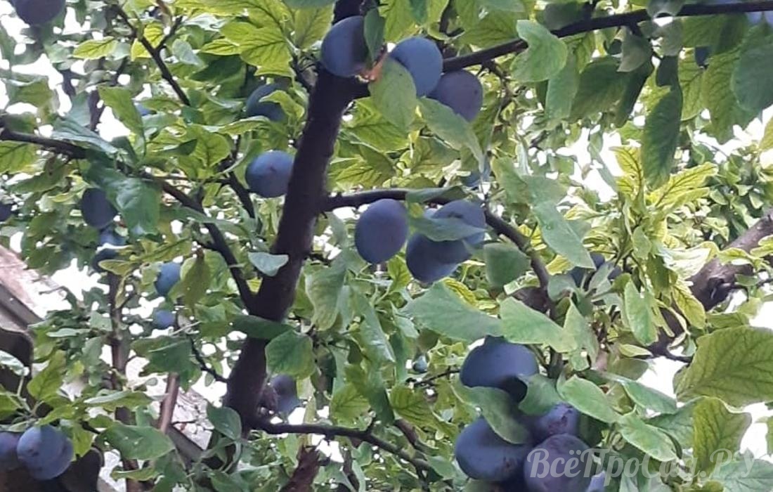 Pflanzung von Pflaumenkernen im Herbst