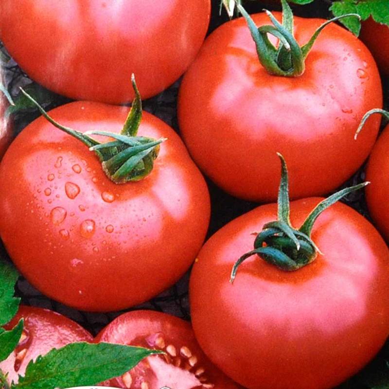 Pflaumenförmige Tomatensorten für das Freiland