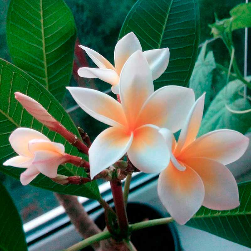 Plumeria Zimmerpflanze