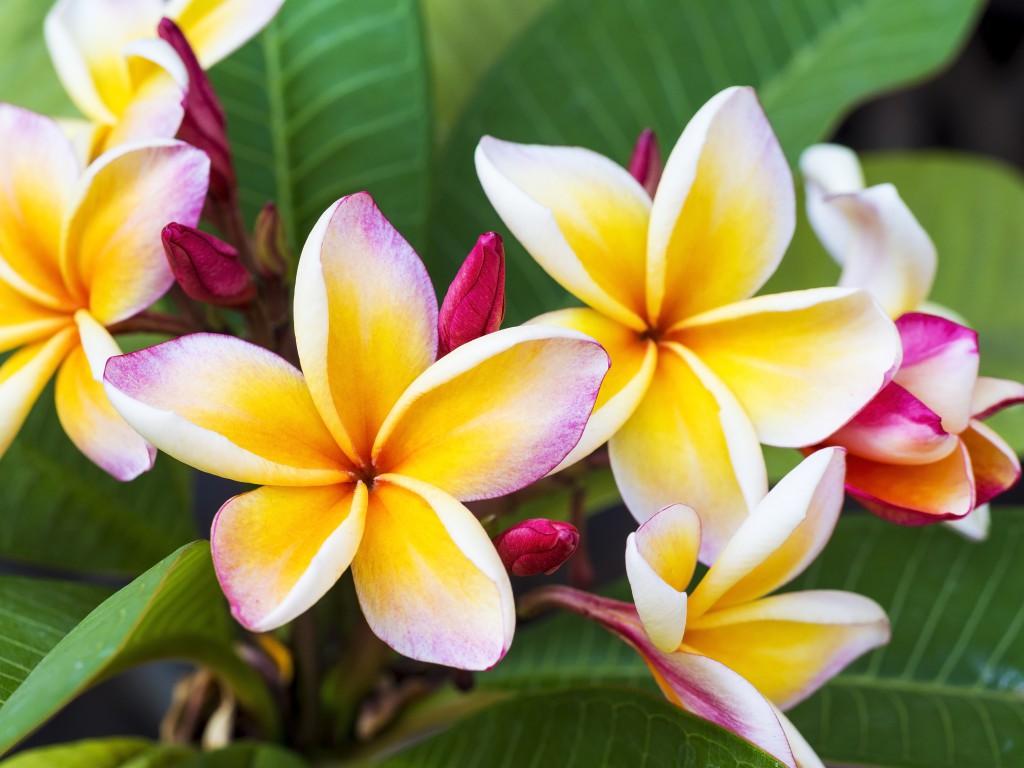Vermehrung der Plumeria durch Stecklinge