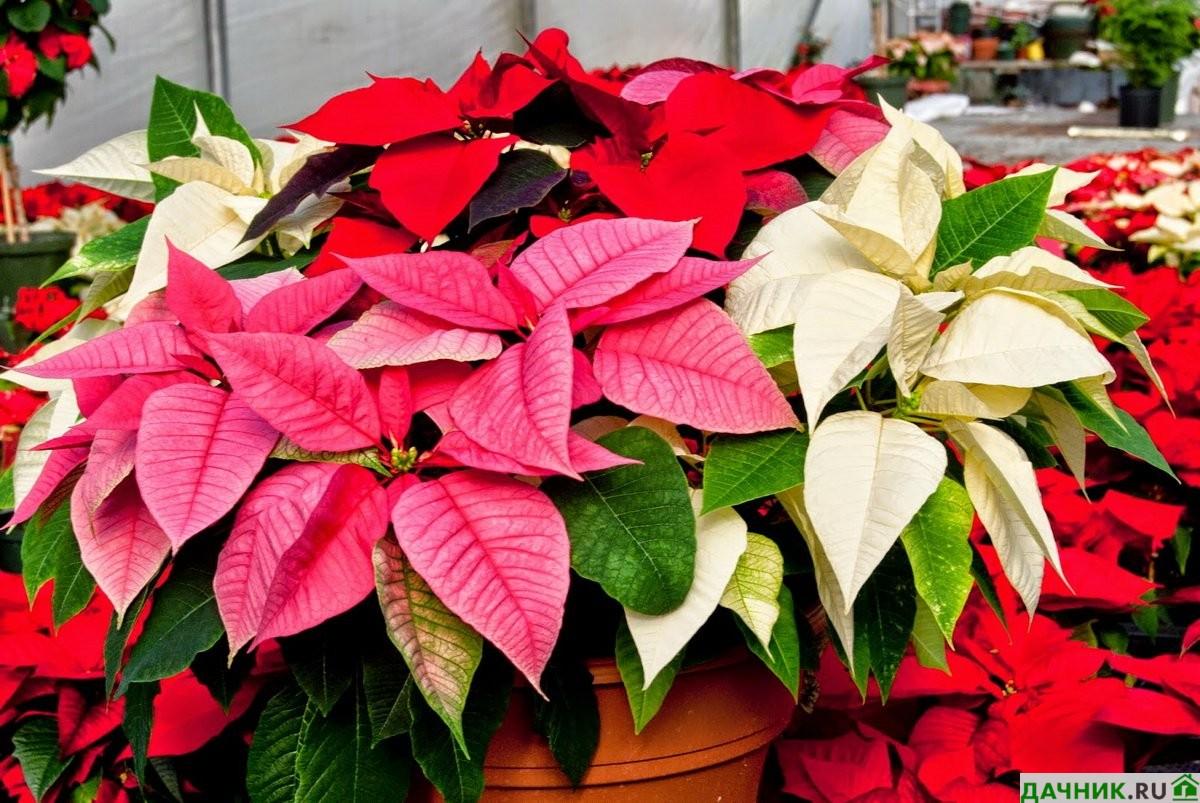 Poinsettia: Pflege und Vermehrung nach dem Kauf