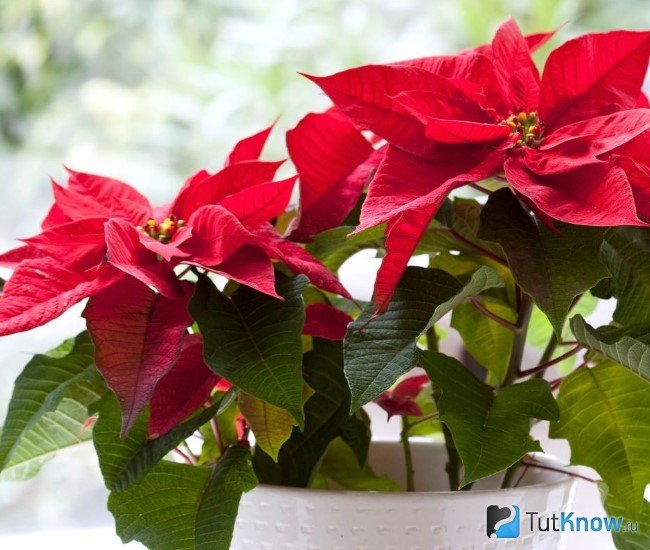 Poinsettie: Anbau und Pflege zu Hause