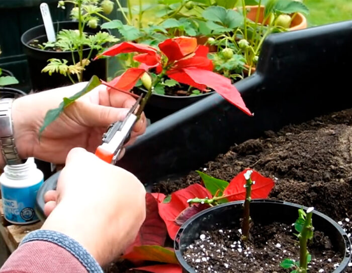 Vermehrung der Poinsettie durch Stecklinge zu Hause