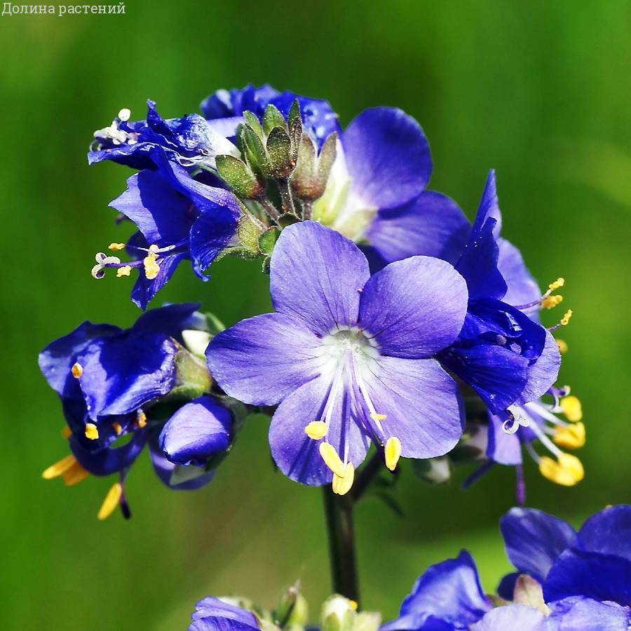 Blaue Himmelsleiter: Pflanzen und Pflege