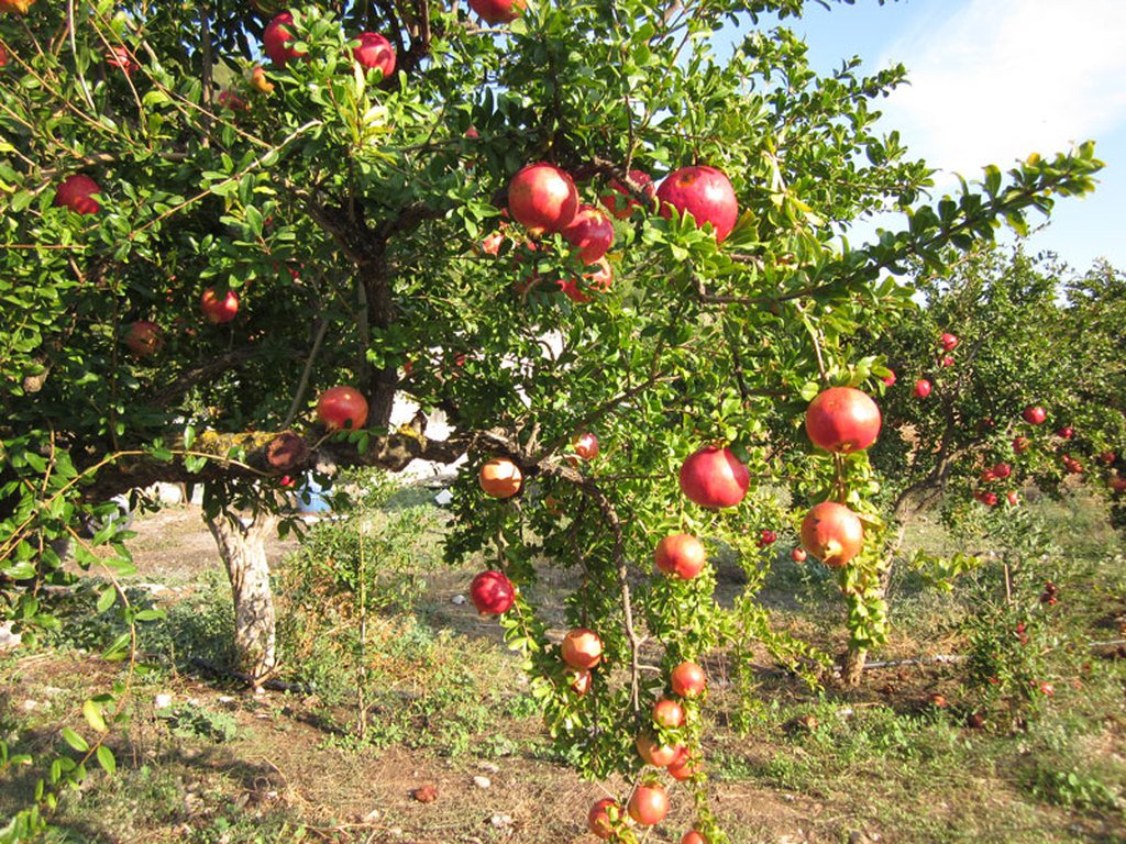 Granatapfel im Garten – Pflege und Anbau