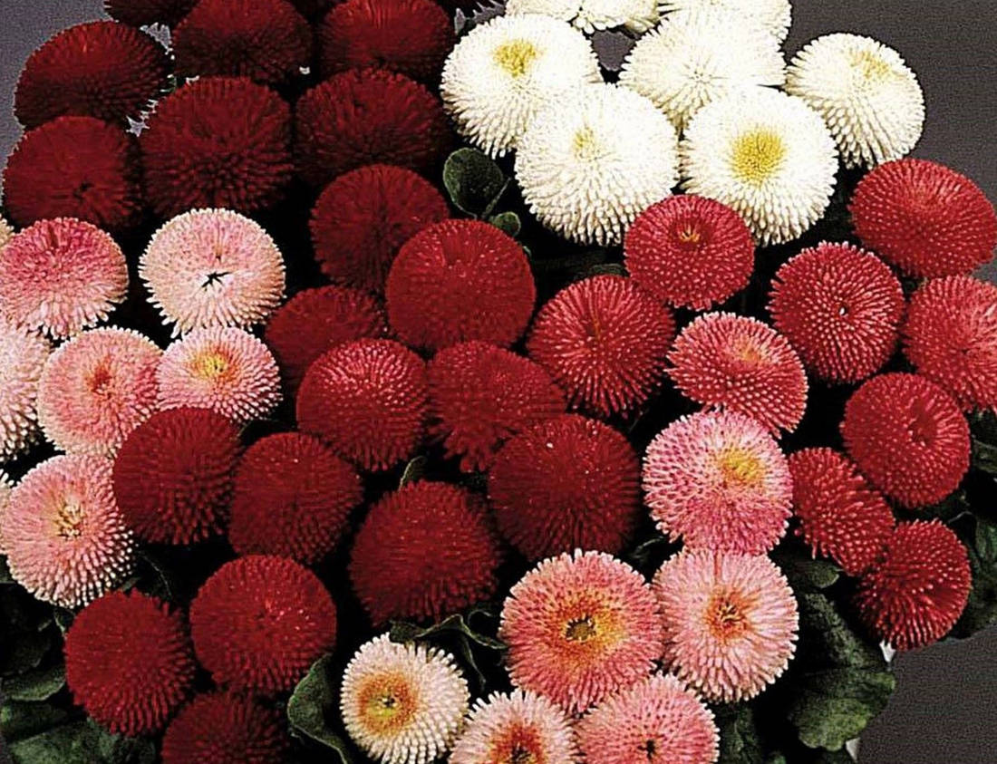 Pompon-Gänseblümchen. Beschreibung und Pflege