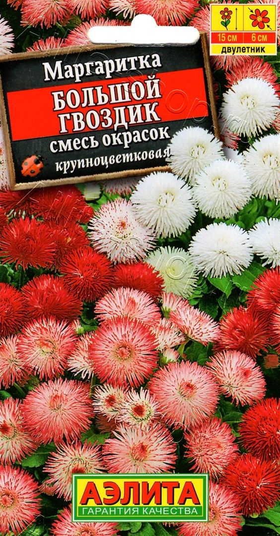 Pompon-Margerite Anzucht aus Samen