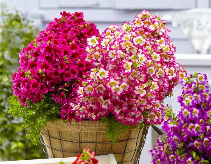 Orchidee des Armen oder der Anbau von Schizanthus