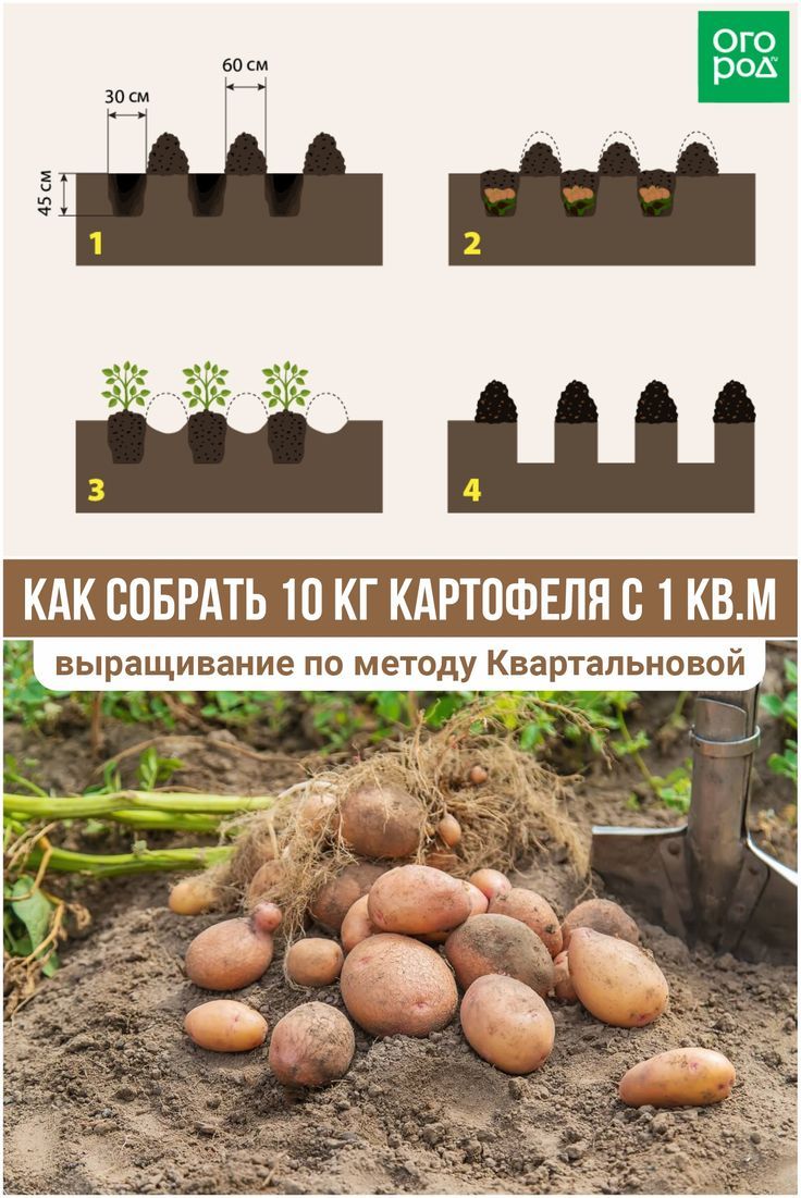 Kartoffelpflanzung nach der Kartelew-Methode