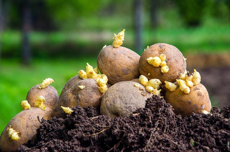 Vorbereitung der Pflanzkartoffeln für die Pflanzung