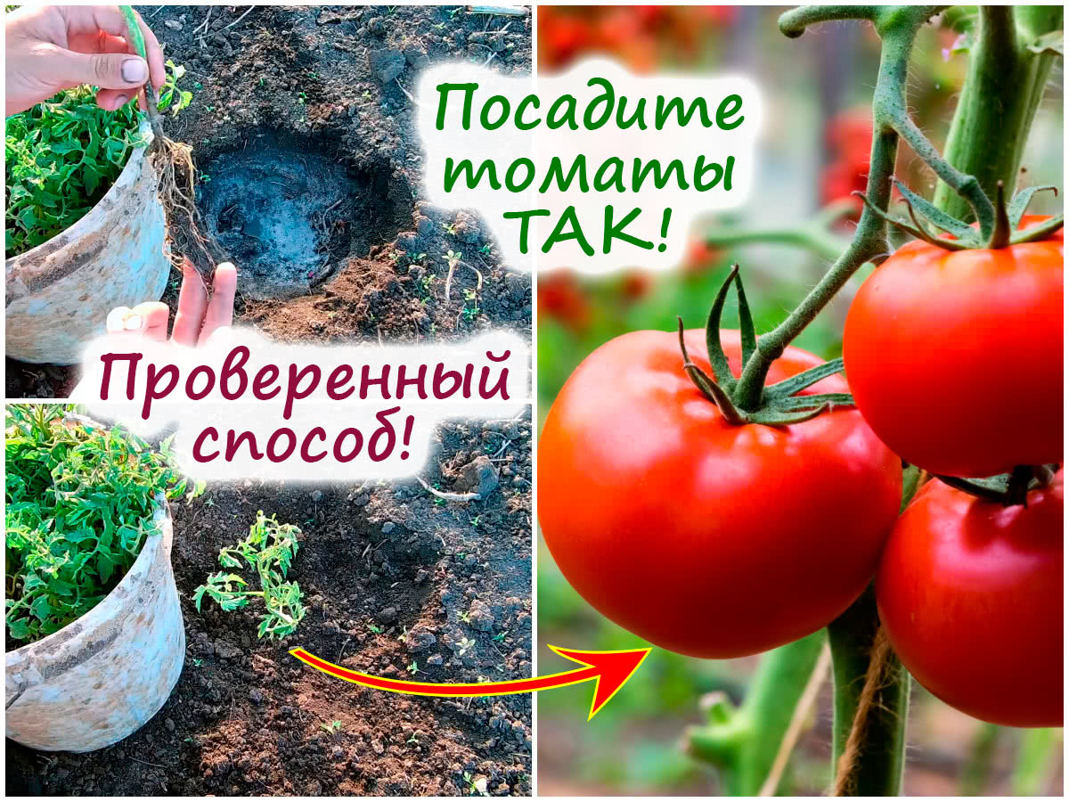 Winterpflanzung von Tomaten