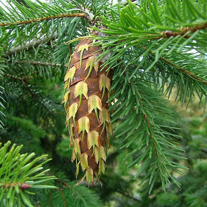 Pseudotsuga Nadelbaum