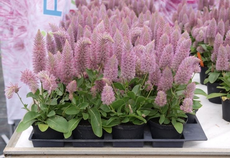 Ptilotus Joey – Anbau aus Samen