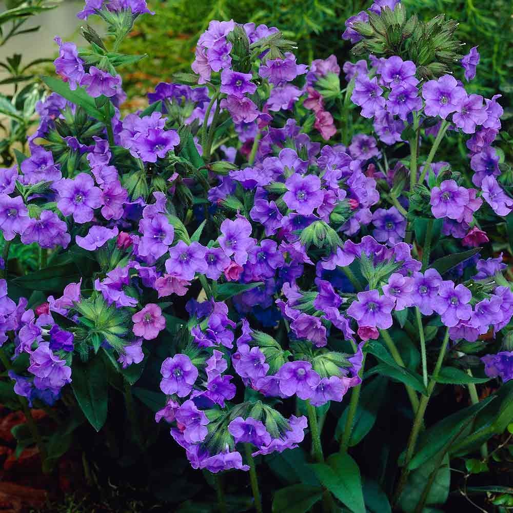 Pulmonaria Pflanzung und Pflege