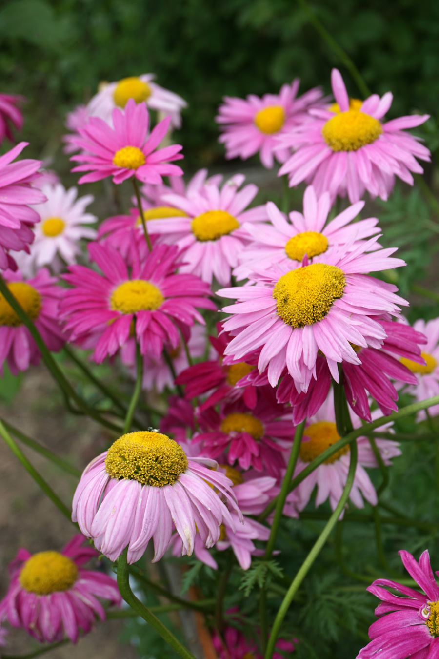 Pyrethrum-Anbau