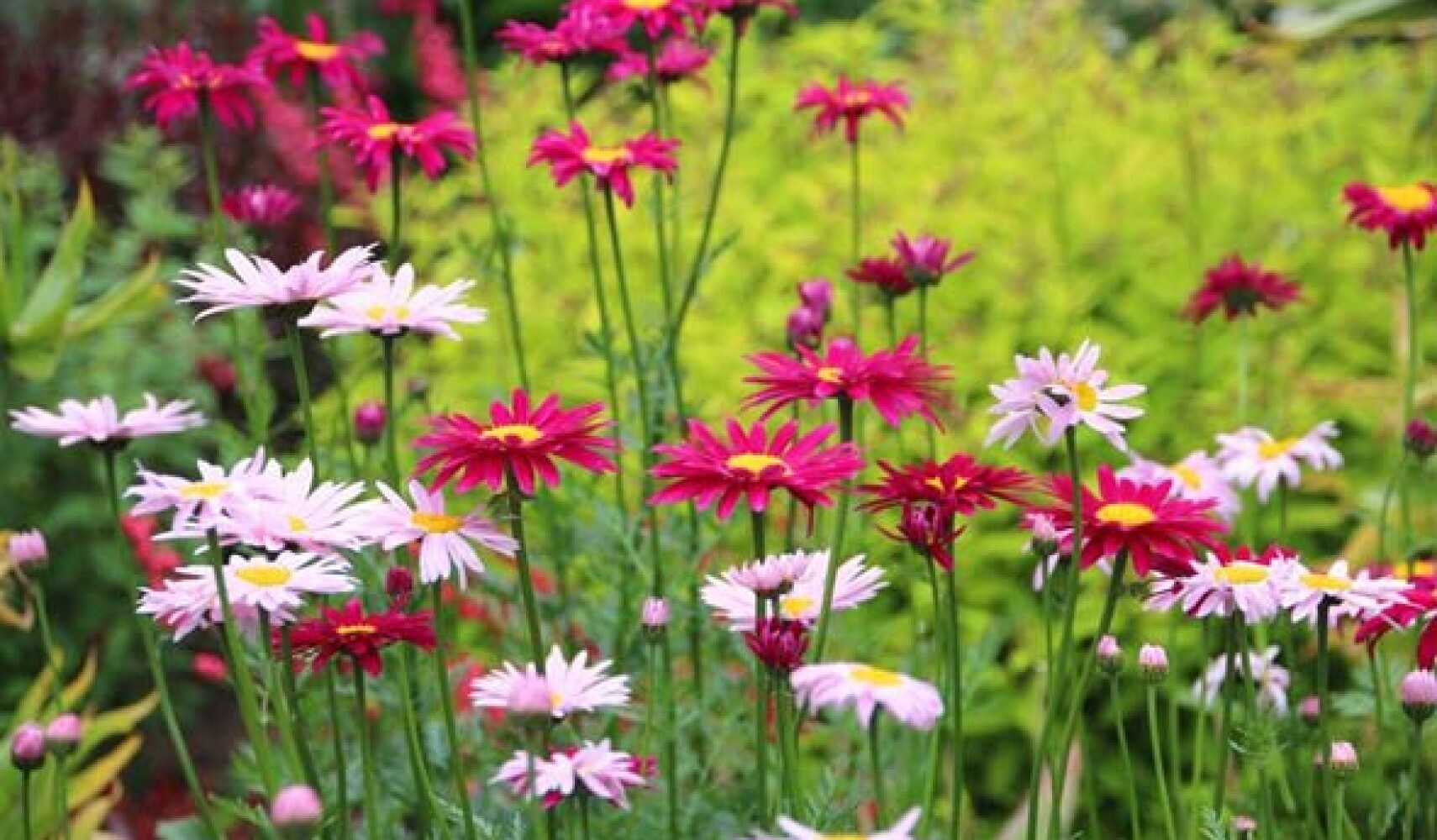 Pyrethrum auf dem Foto. Anbau von Pyrethrum